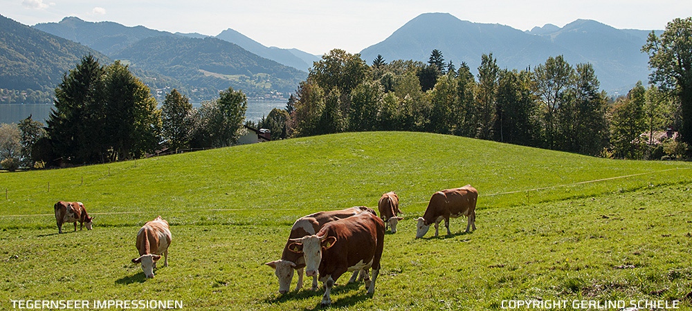 Copyright Gerlind Schiele Photography Tegernsee +49 (0) 170 - 908 85 85