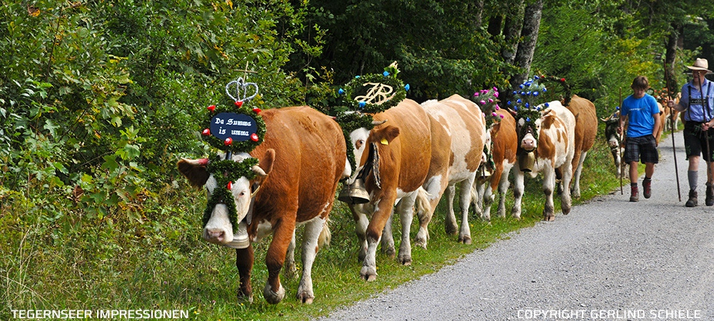 Copyright Gerlind Schiele Photography Tegernsee +49 (0) 170 - 908 85 85