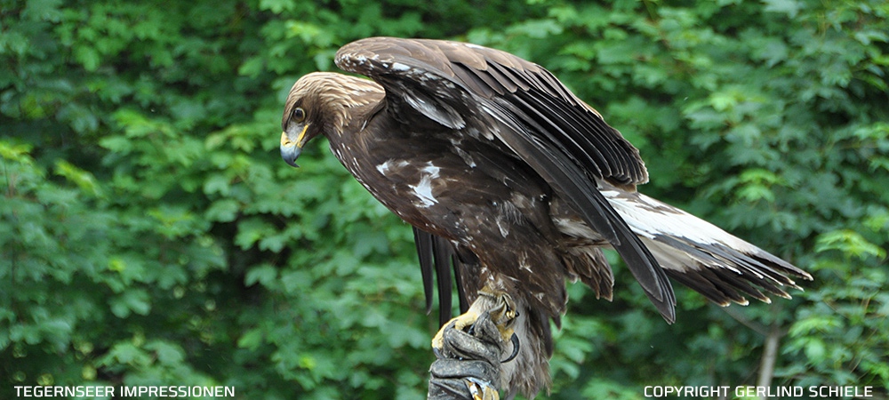 Copyright Gerlind Schiele Photography Tegernsee +49 (0) 170 - 908 85 85